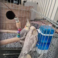 عروس هلندی جفت خوشگل و جوان و مولد|پرنده|بانه, |دیوار