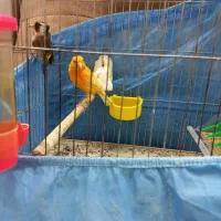 قناری و سهره نر