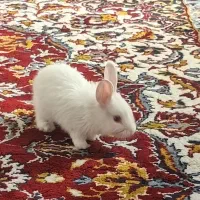 بچه خرگوش