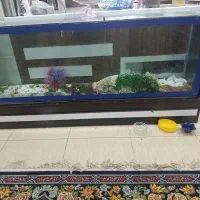 آکواریوم|ماهی|یزد, |دیوار