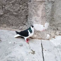 شیر سیاه ماده