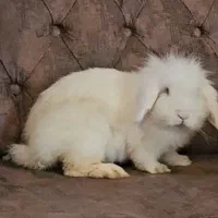 خرگوش هلندی لوپ ماده