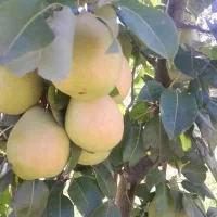 با کمکِ من،تو باغ رویاهات قدم بزار(خانوم کریم خانی|فروش دفتر صنعتی، کشاورزی، تجاری|مشکین‌دشت, |دیوار