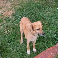 واگذاری رایگان سگ نگهبان