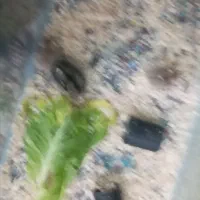 همستر|موش و خرگوش|رفسنجان, |دیوار