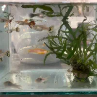 ماهی گوپی مفت