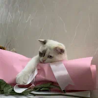 واگذاری گربه ۵ ماهه