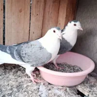 دمگیر دستگردی نرو ماده