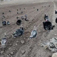 بوقلمون محلی