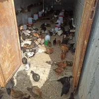 جوجه|حیوانات مزرعه|شمیل, |دیوار