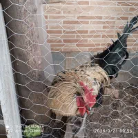 خروس