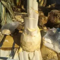 پنیر نخل یمار معجزه جنوب