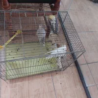 عروس هلندی|پرنده|بروجرد, |دیوار