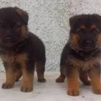 سگ ژرمن شیپرد جرمن کینگ سایز موکوتاه توله (ماده)|سگ|تهران, آبشار|دیوار