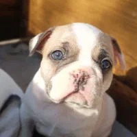 سگ فرنچ بولداگ