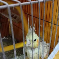 پرنده عروس هلندی ماده