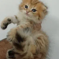 گربه اسکاتیش فولد لانگ هیر نر