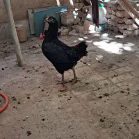 مرغ لاری