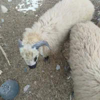 فروش بره|حیوانات مزرعه|میناب, |دیوار