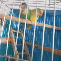 یک جفت کتوله|پرنده|باشتین, |دیوار