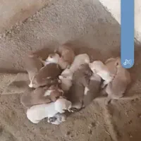 سگ های پیتبول و دو رگه