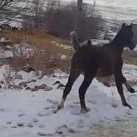 کره نریون|اسب و تجهیزات اسب‌سواری|دورود, |دیوار