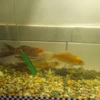 ماهی کوی و لجن خوار|ماهی|زرند, |دیوار