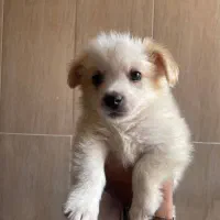 پامر اشپیتز خرسی