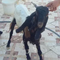 چهار عدد بز