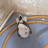 طوقی ماده|پرنده|اردبیل, |دیوار