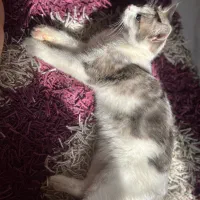 واگذاری رایگان|گربه|فولادشهر, B4|دیوار