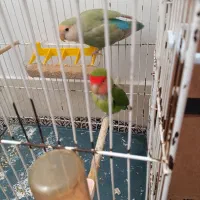 دو عدد کوتوله برزیلی|پرنده|تربتحیدریه, شهرک ولیعصر|دیوار