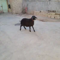 باعرض سلام خدمت عزیزان