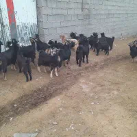 بیگ‌نراوماده‌چاغ‌برافروش|حیوانات مزرعه|اندیمشک, |دیوار