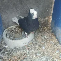 کیف