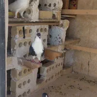 کبوترساده مشکی.