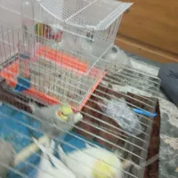 عروس هلندی و طوطی|پرنده|شهریار, شهرک بهاران (ویره)|دیوار