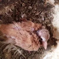 کبوتر|حیوانات|شیروان (خراسان), |دیوار