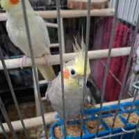 عروس هلندی مولد