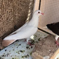 دم زرد گوهک