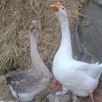 غاز بالغ