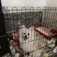 پامر روباهی پسر