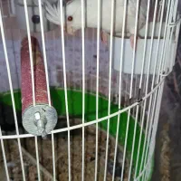 معاوضه طوطی آلبینو چشم شرابی و سیلور وایت فیس