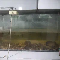 ماهی اسکار مولد