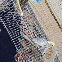 عروس هلندی نر و ماده