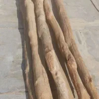 تعدادی دار بلوطی 3متری فروشی