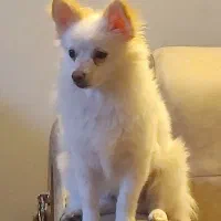 سگ پامر روباهی