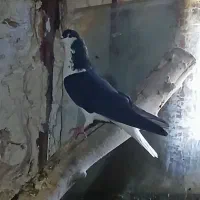 خوشرنگ نر تمیز و خیلی دُرُشت|پرنده|قزوین, |دیوار