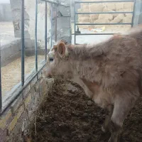 جوانه.گوساله.تلیسه