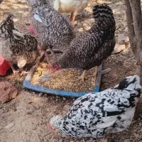 تخم مرغ نطفه دار